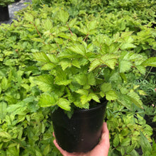 Load image into Gallery viewer, Astilbe ‘Pumila’