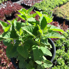 Load image into Gallery viewer, Bee Balm 'Bee-True'