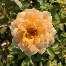 Load image into Gallery viewer, Edith's Darling™ Rose