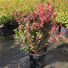 Load image into Gallery viewer, Barberry 'Crimson Pygmy'