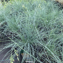 Load image into Gallery viewer, Boulder Blue Fescue