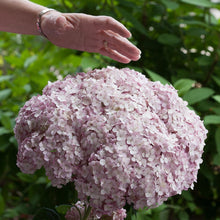 Load image into Gallery viewer, Incrediball® Blush Smooth Hydrangea