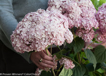 Load image into Gallery viewer, Incrediball® Blush Smooth Hydrangea