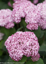 Load image into Gallery viewer, Incrediball® Blush Smooth Hydrangea