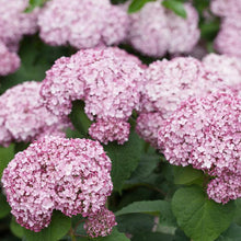 Load image into Gallery viewer, Incrediball® Blush Smooth Hydrangea