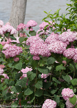 Load image into Gallery viewer, Incrediball® Blush Smooth Hydrangea
