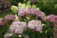 Load image into Gallery viewer, Incrediball® Blush Smooth Hydrangea