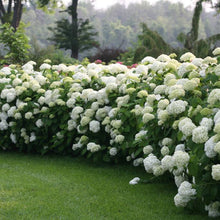 Load image into Gallery viewer, Incrediball® Smooth Hydrangea
