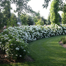 Load image into Gallery viewer, Incrediball® Smooth Hydrangea
