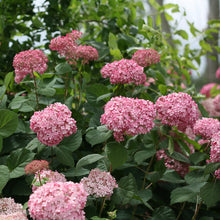 Load image into Gallery viewer, Invincibelle® Spirit II Smooth Hydrangea