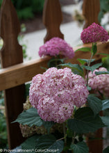 Load image into Gallery viewer, Invincibelle® Spirit II Smooth Hydrangea