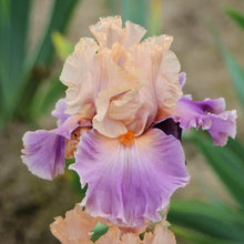 Load image into Gallery viewer, Iris Discovered Treasure