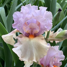 Load image into Gallery viewer, Iris Enraptured