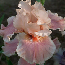 Load image into Gallery viewer, Iris Entitled