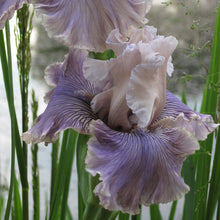 Load image into Gallery viewer, Iris Haunted Heart