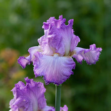 Load image into Gallery viewer, Bearded Iris 'Mayberry'