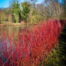 Load image into Gallery viewer, Isanti Red Twig Dogwood