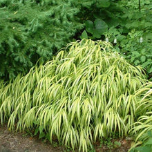 Load image into Gallery viewer, Japanese Forest Grass