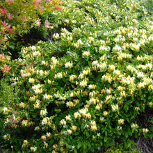 Load image into Gallery viewer, Japanese Honeysuckle