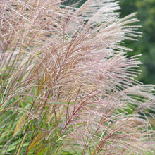 Load image into Gallery viewer, Miscanthus Silberfeder