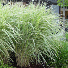 Load image into Gallery viewer, Variegated Japanese Silver Grass