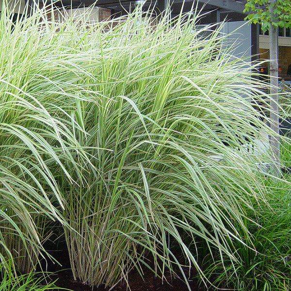 Variegated Japanese Silver Grass – Sand Creek Nursery