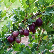 Load image into Gallery viewer, Jeanne Gooseberry