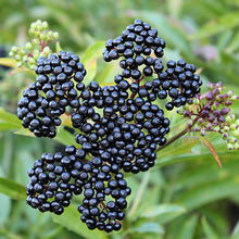 Load image into Gallery viewer, John’s Elderberry