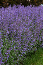 Load image into Gallery viewer, Junior Walker™ Catmint