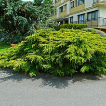 Load image into Gallery viewer, Juniper 'Old Gold'