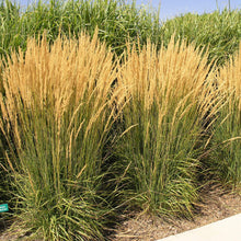 Load image into Gallery viewer, Feather Reed Grass 'Karl Foerster'