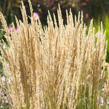 Load image into Gallery viewer, Feather Reed Grass