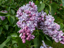 Load image into Gallery viewer, Katherine Havemeyer Lilac