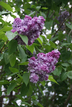 Load image into Gallery viewer, Katherine Havemeyer Lilac