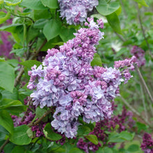 Load image into Gallery viewer, Katherine Havemeyer Lilac