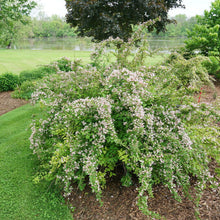 Load image into Gallery viewer, Jolene Jolene® Beautybush