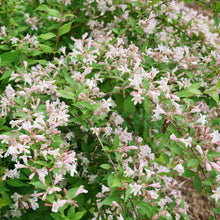 Load image into Gallery viewer, Jolene Jolene® Beautybush