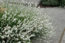 Load image into Gallery viewer, White Grosso Lavender ‘Alba’