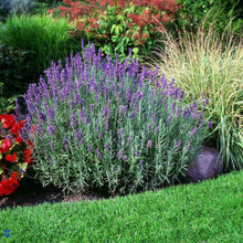 Load image into Gallery viewer, Lavender 'Hidcote Blue'