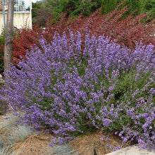 Load image into Gallery viewer, Lavender Hidcote Superior