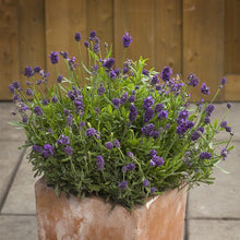 Load image into Gallery viewer, Mini Blue English Lavender