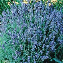 Load image into Gallery viewer, Lavender Lady