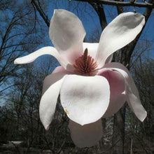 Load image into Gallery viewer, Legacy Hybrid Magnolia