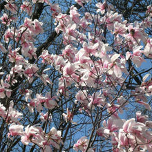 Load image into Gallery viewer, Legacy Magnolia