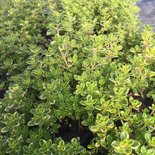 Load image into Gallery viewer, Lemon Thyme