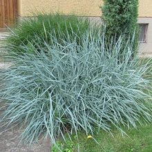 Load image into Gallery viewer, Blue Dune Lyme Grass