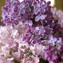 Load image into Gallery viewer, Congo Lilac