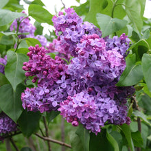 Load image into Gallery viewer, Congo Lilac