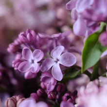 Load image into Gallery viewer, Congo Lilac
