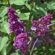 Load image into Gallery viewer, Congo Lilac